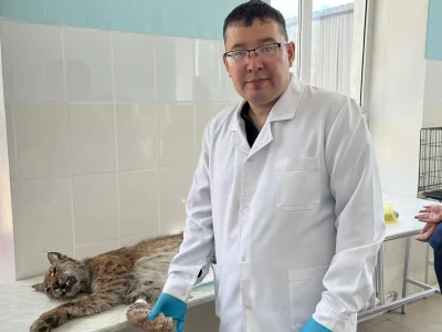 Жабайы жануарға жанашырлық: Shakarim University мамандары көмекке келді